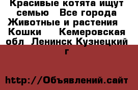 Красивые котята ищут семью - Все города Животные и растения » Кошки   . Кемеровская обл.,Ленинск-Кузнецкий г.